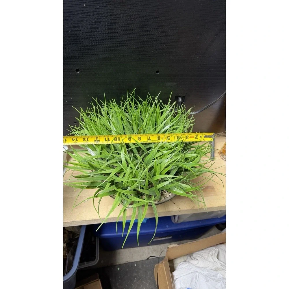 Artificial Grass Plant in Glass Pot Faux‎ Green Decor ~12